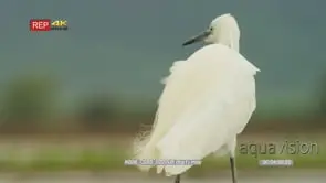 Little egret feathers blowing in the wind shot from behind