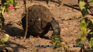 Dung beetle navigating and rolling dung SCENIC PAN