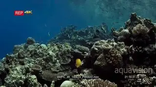 A revel shot of schooling Moorish idol fish, Zanclus cornutus