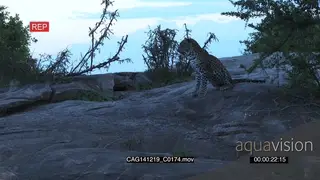 Leopard laying down on a rock looking around then sitting up LS HAND
