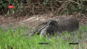 Giant Anteater drinking water with the baby on the back