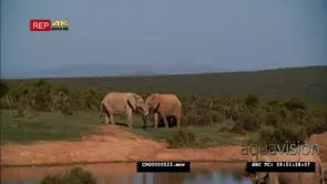 African Elephants drinking water from the River and the other two in Mating Behavior