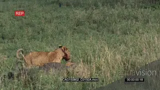 African Lion cubs feeding on a kill in bushveld MWS HAND