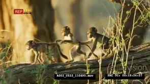 Three yellow Baboon babies walking to their mother