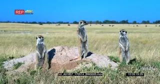 Three meerkats standing guards on their den
