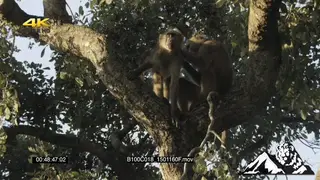 Two chacma baboons grooming on a tree LA