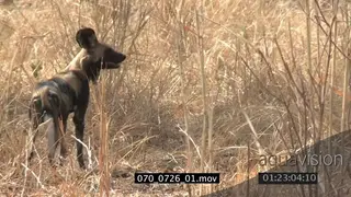 African wild dog hunting scouting around SEMI DRY MS