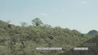 Aerial over Mashatu Baobab tree rocky mountains