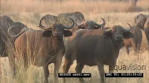 Large Cape Buffalo herd on African plains looking at camera, in golden light WS