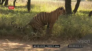 Bengal tiger patrolling territory, making, urinating green woodland. AmCam