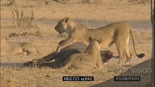 Female lion herd killing buffalo and buffalo herd running LS MLS MCU ZI ZO PAN