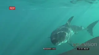 Great white shark gently swimming underwater in ocean turning and passing by camera UW.