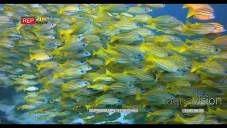 A large school of bluelined snapper fish, lutjanas kasmira swim straight towards the…