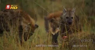 Spotted hyenas feeding on blue wildebeest calf alive