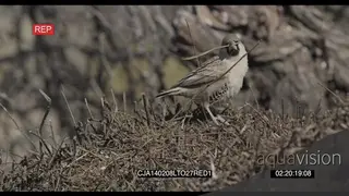 Sociable Weaver picking up dry branches to build nest