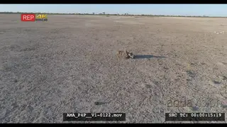 Aerial Drone shot Black-backed jackal scavenging off carcass in open veld