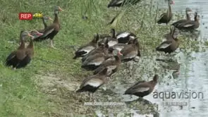 Black-bellied tree ducks preening next to pond GENERAL BEHAVIOUR