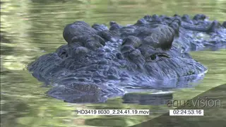 Nile Crocodile half sub-merged in water facing camera MCU