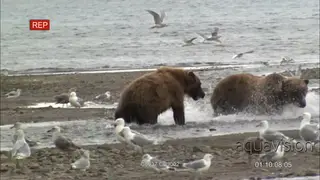 Grizzly Bears chase salmon, two fight, female catch salmon feeding