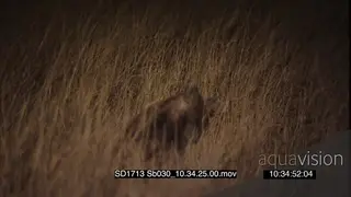Brown hyena foraging in tall dry grass at NIGHT
