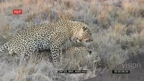 Leopards mating on bushveld MLS ZI MS HAND