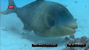 Yellowmargin Triggerfish swimming close to sea bottom feeding on pieces of corals