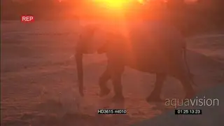Young African Elephant walking right to left in sunset light AmCam