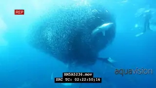 Divers filming Cape Gannet flock with school of Blacktip Sharks swimming and hunting in a.