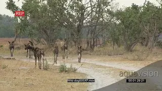 Wild dog hunting with tourist safari vehicle in the background