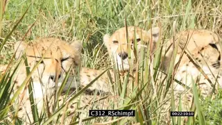 A coalition of cheetahs resting on tall grassland SCENIC GREEN