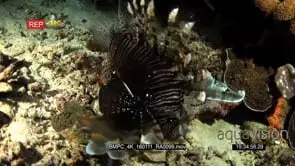 Night time shot of a lionfish hunting, catch its prey and mouthing in front of the camera