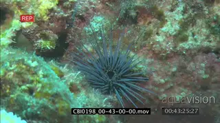 Tuft Sea Urchin general behaviour feeding off Coral Reef floor