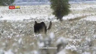 Adult Moose bull back view, walking on prairie and looking around during snow. LS; PAN.