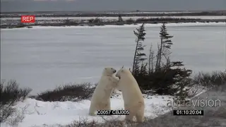 Polar bear laying down resting walking across frozen ice river as second bear comes along.