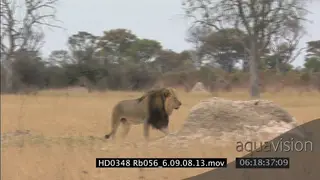 Adult male Lion (Cecil) walking alone and calling, lay down and walk again past Impalas.