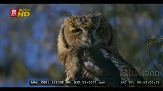Close up shot of a cape eagle owl's upper body looking directly at the camera