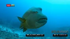 Close up of a Napoleon Wrasse, Humphead Wrasse heading Strait towards the camera