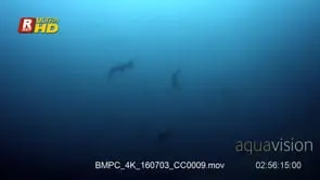Silhouetted shiver of scalloped hammerhead sharks swimming, gliding and hunting. LA;DAY.