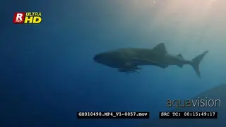 Medium close up shot of a juvenile whale shark with remora passing the camera