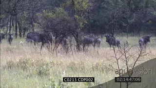 Herd of Blue Wildebeest in woodland WS