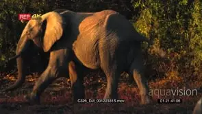 African Elephant Grazing in the Bushes During Sunset