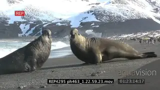 Vicious Elephant Seal battle. A huge 5-ton bull Southern Elephant Seal challenges and…