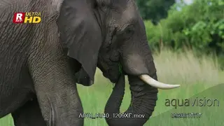 African Elephant standing, feeding on grass and looking around.