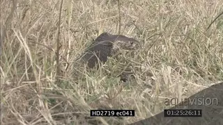Mozambique Spitting Cobra laying on grass looking around then crawling away MS MLS CU…