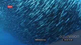Fast moving Sardine bait ball being attacked by Skipjack Tuna and Sharks UW