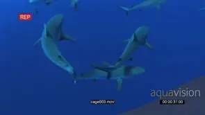 School of Grey Reef Sharks swimming around bait underwater in ocean WS HAND