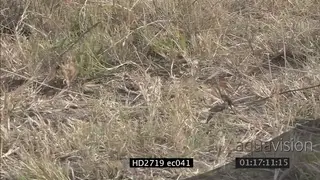 Mozambique Spitting Cobra crawling through grass MLS PAN
