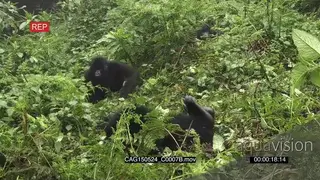 Mountain Gorillas sitting moving and play fighting in forest CU ZO LWS HAND