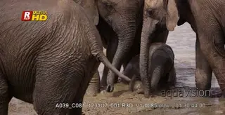 African Elephant calves and adults swimming in muddy water to prevent sunburn.