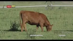 Cow walking and grazing on bushveld MLS PAN